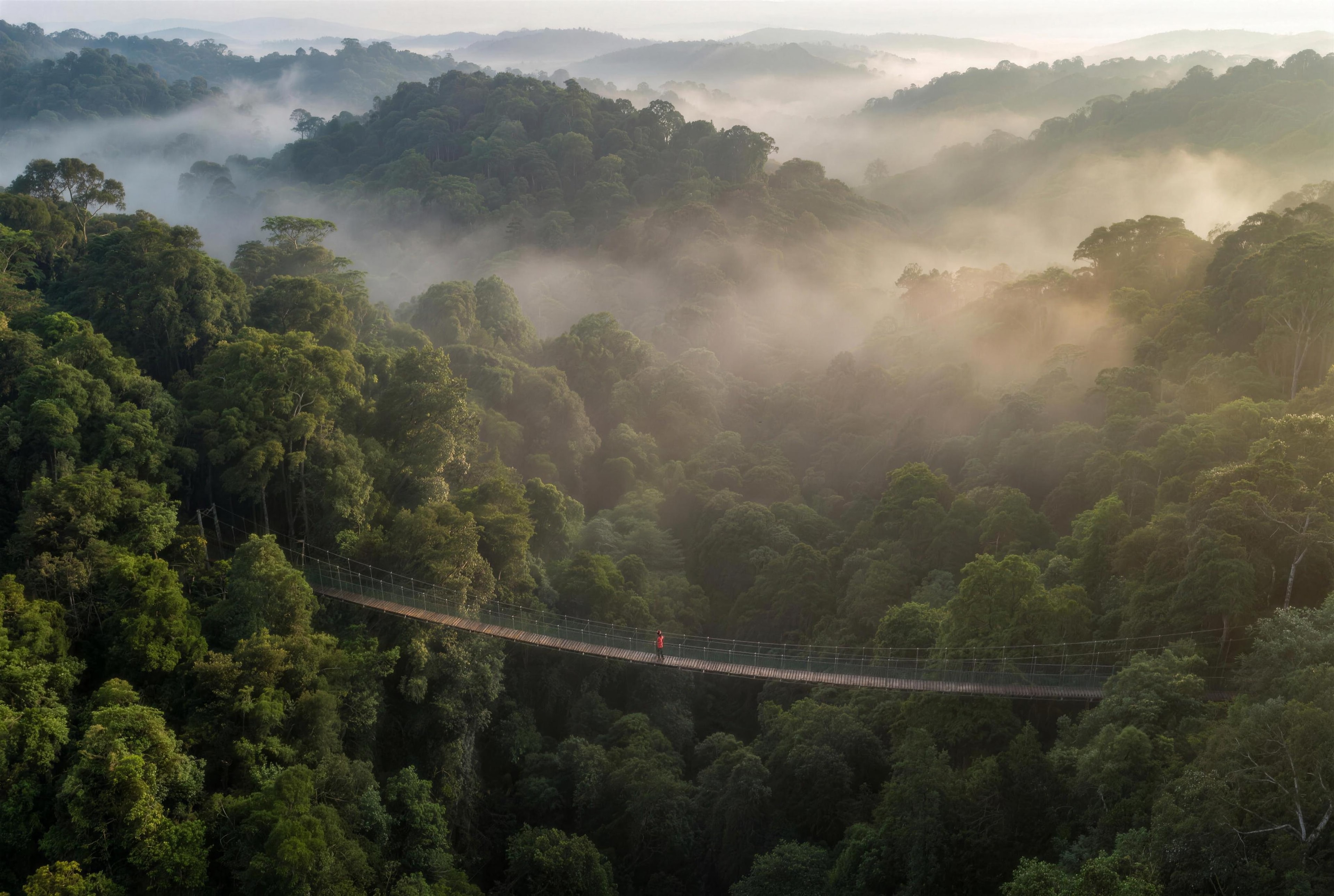 A rope bridge crosses a misty rainforest canopy at dawn, with one person halfway across